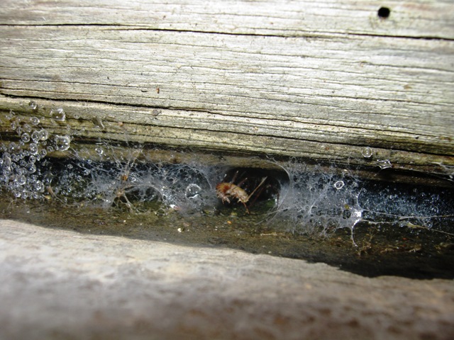 Lycosoides coarctata; Lithobius sp; Amaurobius sp.